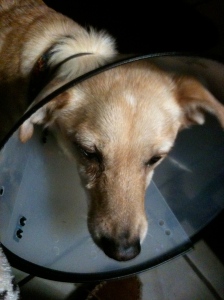 Poor sick pup