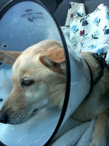 Sick puppy on the way to the animal emergency hospital